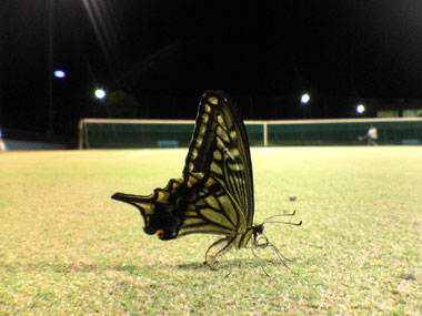夜の蝶
